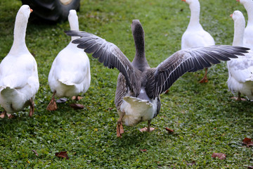 A flock of domestic white geese walk across a rural poultry yard.  Home goose geese on poultry farm farmyard autumnal weather