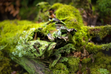 Beautiful mossy abstract images on the surface of an old log. Old fallen tree stump in green moss. Green background. Natural ecological decorations. Organic decor. Wood covered with moss
