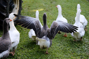 A flock of domestic white geese walk across a rural poultry yard.  Home goose geese on poultry farm farmyard autumnal weather