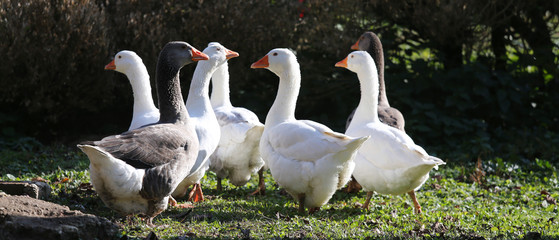 Obraz premium A flock of domestic white geese walk across a rural poultry yard. Home goose geese on poultry farm farmyard autumnal weather