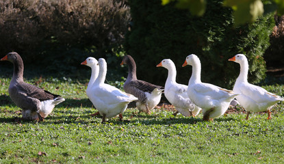 A flock of domestic white geese walk across a rural poultry yard.  Home goose geese on poultry farm farmyard autumnal weather