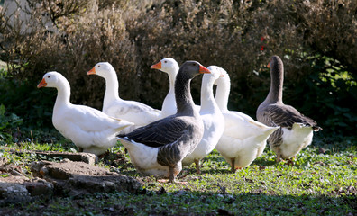 A flock of domestic white geese walk across a rural poultry yard.  Home goose geese on poultry farm farmyard autumnal weather