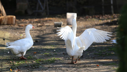A flock of domestic white geese walk across a rural poultry yard.  Home goose geese on poultry farm farmyard autumnal weather