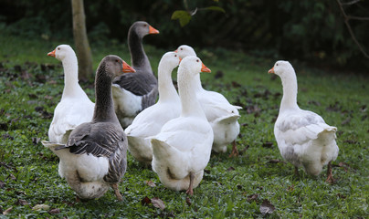 A flock of domestic white geese walk across a rural poultry yard.  Home goose geese on poultry farm farmyard autumnal weather