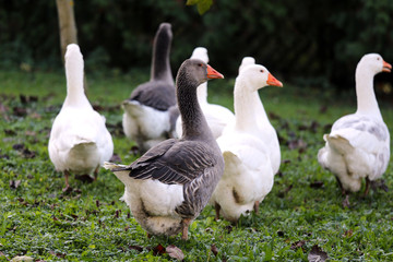 A flock of domestic white geese walk across a rural poultry yard.  Home goose geese on poultry farm farmyard autumnal weather