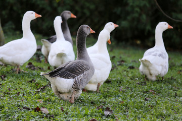 A flock of domestic white geese walk across a rural poultry yard.  Home goose geese on poultry farm farmyard autumnal weather