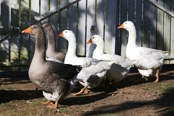 A flock of domestic white geese walk across a rural poultry yard.  Home goose geese on poultry farm farmyard autumnal weather