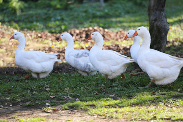 A flock of domestic white geese walk across a rural poultry yard.  Home goose geese on poultry farm farmyard autumnal weather