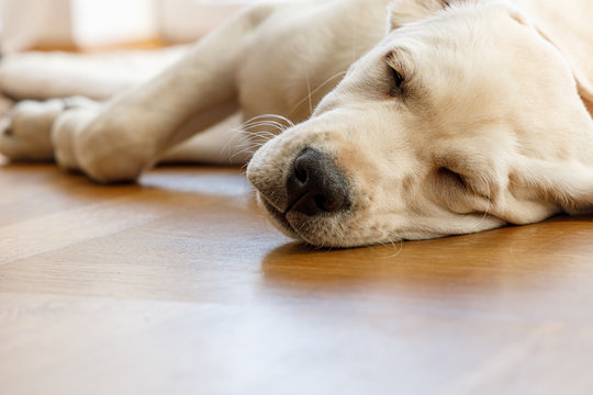 Weißer Labrador Welpe schläft auf dem Holzboden und träumt von leckeren Würstchen und liegt dabei auf einer weichen hellen Decke.