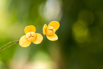 Close up Tropical yellow flower  Melodorum fruticosum on blurred background.Fragrant flowers.White...