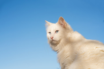 White cat with long hair and blue eyes in blue background