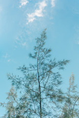 Obraz na płótnie Canvas Abstract Tree branches , Pine tree with sky background at Chatuchak park, Bangkok, Thailand