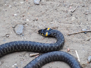 Grass snake, crawling along the ground. Non-poisonous snake. Fri