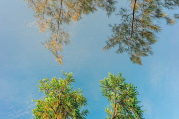 Abstract Tree branches , Pine tree with sky background at Chatuchak park, Bangkok, Thailand