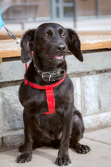 A black spaniel in a red harness sits in the city on the asphalt. He is very surprised by what he...