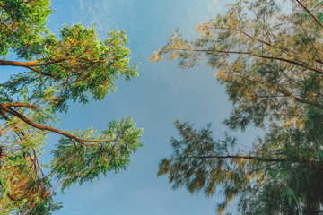 Abstract Tree branches , Pine tree with sky background at Chatuchak park, Bangkok, Thailand
