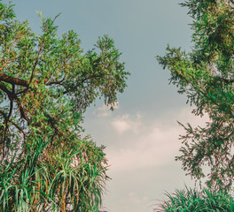 Abstract Tree branches , Pine tree with sky background at Chatuchak park, Bangkok, Thailand