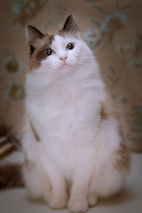Fluffy white cat with brown ears and tail sits on the table on the background of wallpaper with a floral print and somewhere interested looks