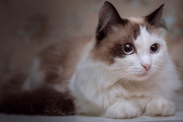 Fluffy white blue-eyed cat with brown ears and tail lies and looks into the distance