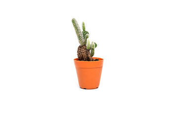 cactus plant in vase isolated on white background.A cactus is a member of the plant family Cactaceae.