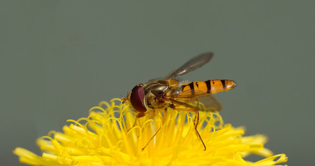 hoverfly on dandelion