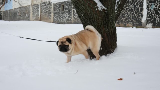 Funny pug dog sniffs a tree and then pees on it, rows and scratching snow on the winter street