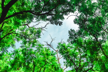 Abstract Tree branches , Pine tree with sky background at Chatuchak park, Bangkok, Thailand