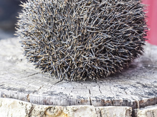Hedgehog on the tree stump. Hedgehog curled up into a ball