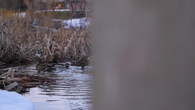 slow moton reveal shot of ducks bathing in icy cold water