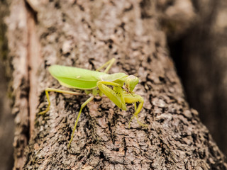 Mantis on a log acacia. Mantis looking at the camera. Mantis ins