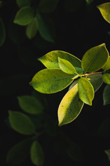 green leaves of a tree