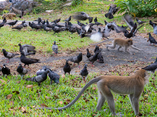 The primate and baby in park. monkey