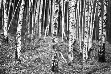 Fototapeten Silver birch landscape black and white © astrug