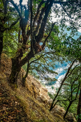 The path in the mountain forest in Bhutan, the Himalayas in the spring on the way to Chagri Cheri Dorjeden Monastery, Buddhist monastery near capital Thimphu in Bhutan, Himalayas.