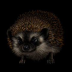 Hedgehog. Artistic, color, drawn portrait of a hedgehog on a black background.