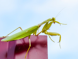 Praying mantis on a red fence. Predator insect mantis.