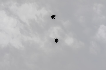 Fototapeta premium Silhouette of a bird against a grey cloudy sky. Bird silhouette in the sky.