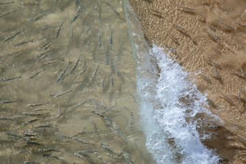 Fishes swimming close to a beach wave waves crashing splashing water sea fishing nature scene from above