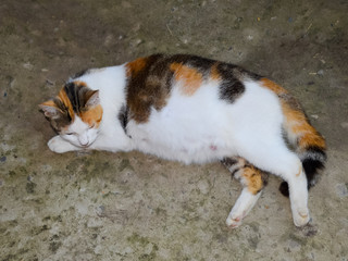 Pregnant cat resting. Calico cat with a big belly lying on the c
