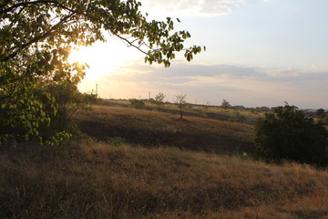 Beautiful tree at sunset on a hot summer evening