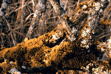 Mit Moos bewachsener Stamm im Sonnenuntergang im Herbst, Hintergrund