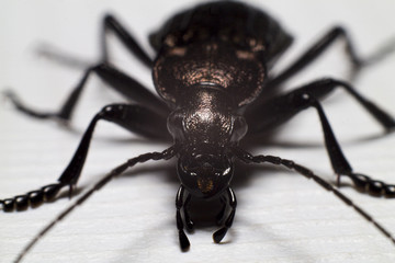 Insect beetle armadillo. Super macro