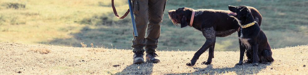 Silhouette of a hunter with a gun in the reeds against the sun, an ambush for ducks with dogs	