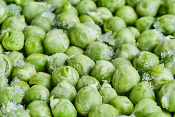 Healthy Food. Frozen green peas with pieces of ice, some sprouted. Shallow focus. Close-up. Macro.