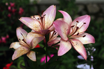 white-pink blooming lilies close-up