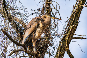 Heron in tree