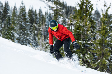 Fototapeta na wymiar snowboarder in helmet riding on slope near green firs