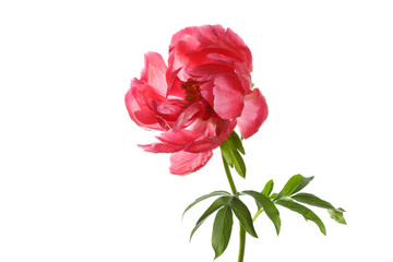 Beautiful coral color peony flower isolated on white background.