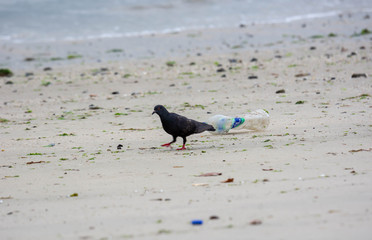 Plastic water bottles pollution in ocean (Environment concept)