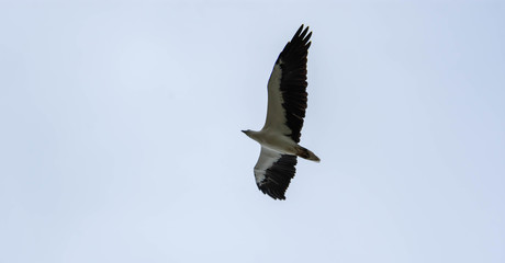 Seagull flying with spread wings and blue sky background